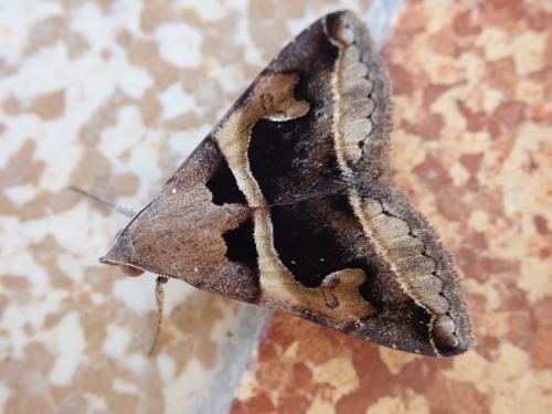 Réf. 244 885 : Panula inconstans